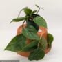 Philodendron – Cordatum – 4″ Pot