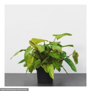 Philodendron – Prismacolor™ Painted lady – 4″ Pot