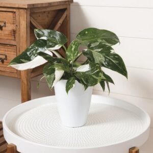 Philodendron – White Wizard – 4″ Pot