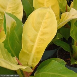 Philodendron – Moonlight – 10″ Pot