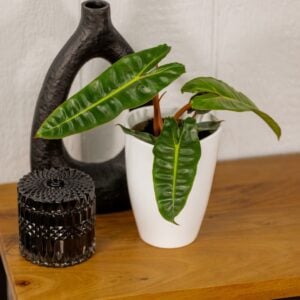 Philodendron – Billietiae – 4″ Pot