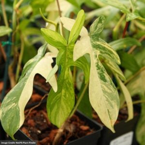 Philodendron – Florida Beauty – 4″ Pot