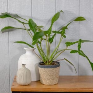 Philodendron – Joepii – 4″ Pot