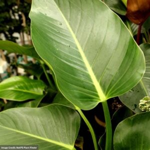 Philodendron – Green Congo – 10″ Pot