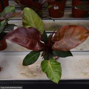 Philodendron – McColley’s Finale – 10″ Pot