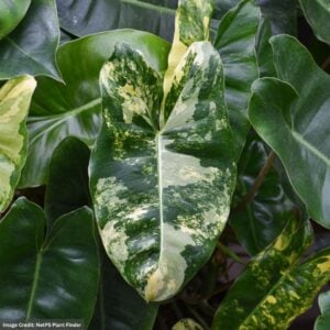 Philodendron – Burle Marx Variegated – 10″ Pot