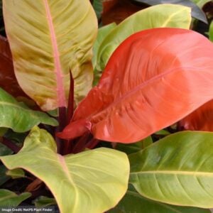 Philodendron – Prismacolor™ Prince of Orange – 6″ Pot