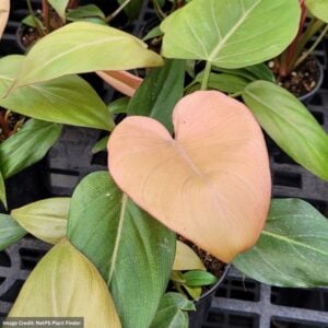 Philodendron – Summer Glory – 10″ Pot