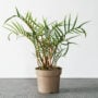 Philodendron – Tortum – 4″ Pot