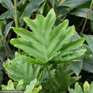 Philodendron – Hope – 4″ Pot