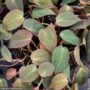 Philodendron – Micans – 4″ Pot