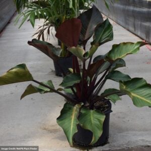 Philodendron – Rojo Congo – 5″ Pot