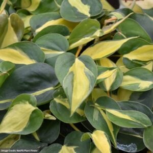 Philodendron – Brasil – 3.5″ Pot