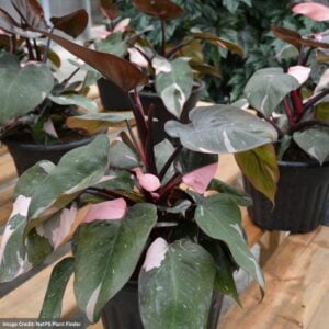 Philodendron – Pink Princess – 4″ Pot