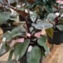 Philodendron – Pink Princess – 4″ Pot