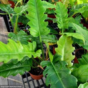 Philodendron – Jungle Boogie – 5″ Pot