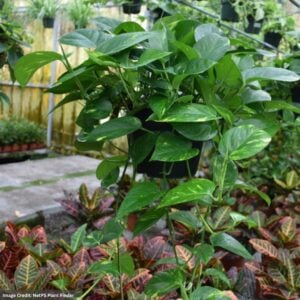 Philodendron – Cordatum – 6″ Pot