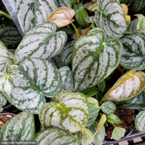 Philodendron – Brandtianum – 6″ Pot