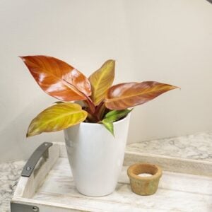Philodendron – Sun Red – 6″ Pot