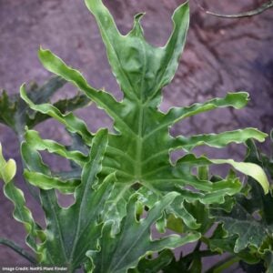 Philodendron – Lickety Split – 8″ Pot