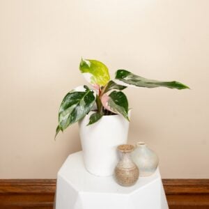 Philodendron – White Princess – 6″ Pot