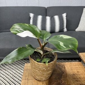 Philodendron – White Knight – 6″ Pot