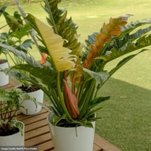 Philodendron – Ring Of Fire – 6″ Pot