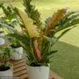 Philodendron – Ring Of Fire – 6″ Pot