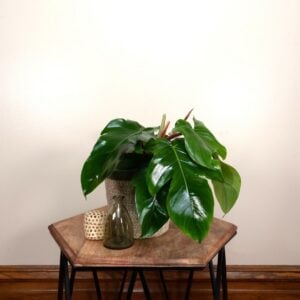 Philodendron – Squamiferum – 4″ Pot