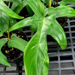 Philodendron – Prismacolor™ Florida Green – 4″ Pot
