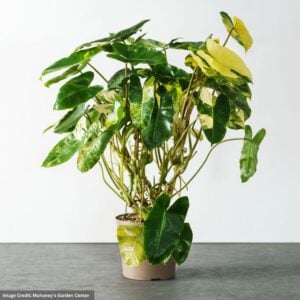 Philodendron – Burle Marx Variegated – 6″ Pot