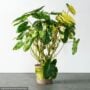 Philodendron – Burle Marx Variegated – 6″ Pot