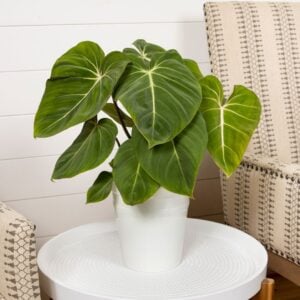 Philodendron – Prismacolor™ Gloriosum – 6″ Pot