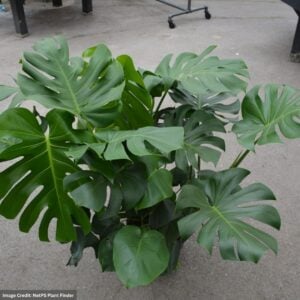 Monstera Deliciosa Bush – 10″ Pot