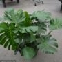 Monstera Deliciosa Bush – 10″ Pot