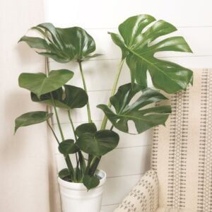 Monstera Deliciosa – 6″ Pot