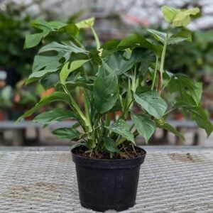 Philodendron Mini – Rhaphidophora tetrasperma – 6″ Pot