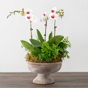 Mini Orchid Planter