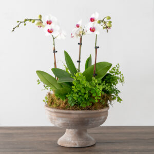 Mini Orchid Planter