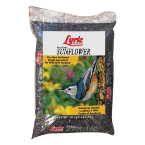 Black Oil Sunflower Seed – Lyric – 10 LB