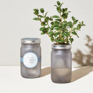 GARDEN JAR – ORGANIC MINT