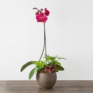Single Orchid Planter