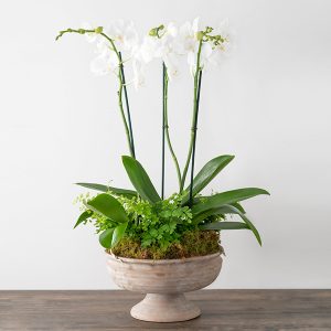 Triple Orchid Planter