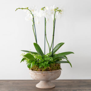 Triple Orchid Planter