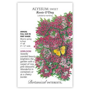 Alysssum Sweet – Rosie O’Day Seeds