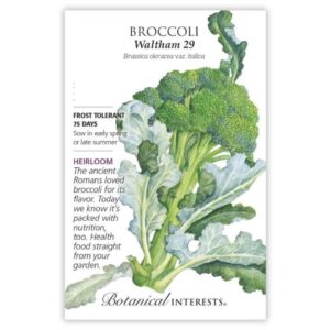 Broccoli – Waltham 29 Seeds