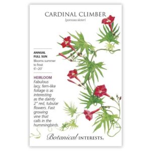 Cardinal Climber Seeds