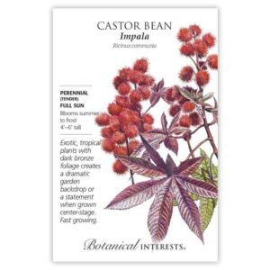 Castor Bean – Impala Seeds