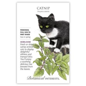 Catnip Seeds