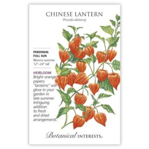 Chinese Lantern Seeds